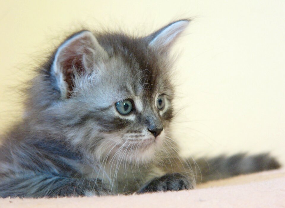 Cat small silver