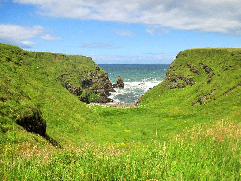 Green grass natural