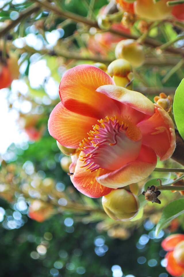 Sal flower flowers sal trees