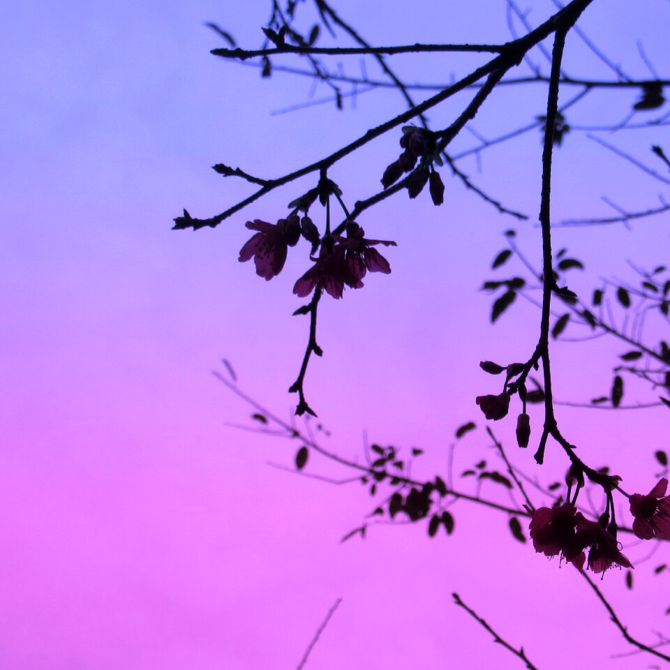 Cherry blossom flickering wanton