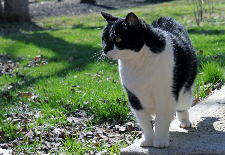 Black white rescue