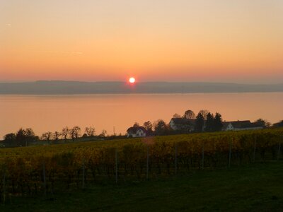 Lake constance vines uhldingen mühlhofen