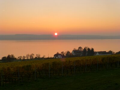 Lake constance vines uhldingen mühlhofen photo