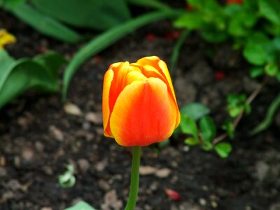 Nature tulip plants
