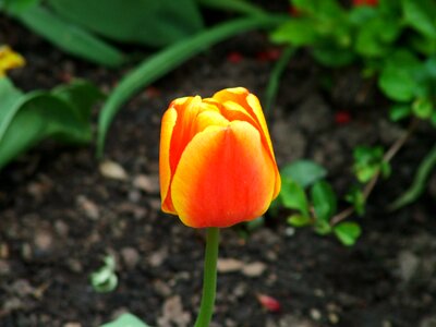 Nature tulip plants photo