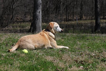 Labrador hybrid rescue photo