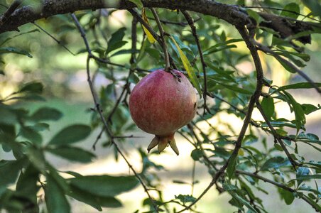 Healthy vitamins pomegranates
