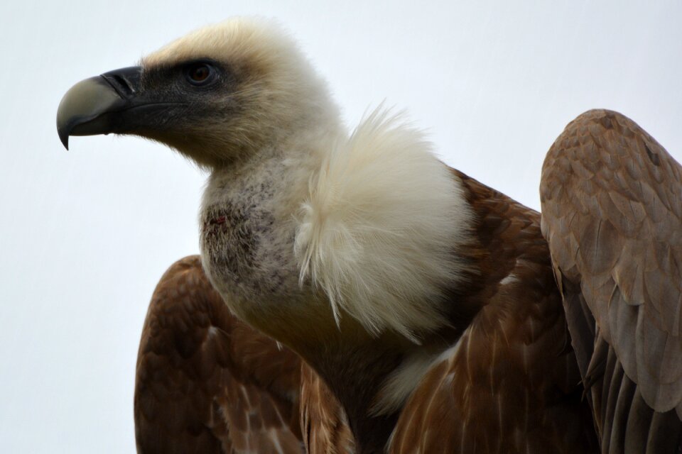 Bird of prey animal beak