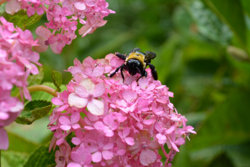 Insect garden pollen