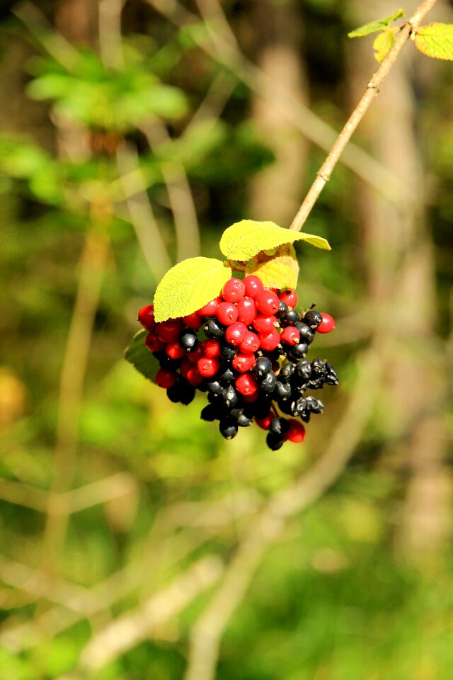 Bush nature mountain ash photo