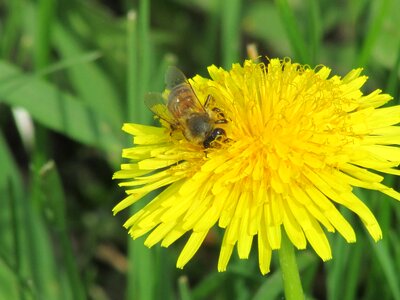 Flower insect pollination