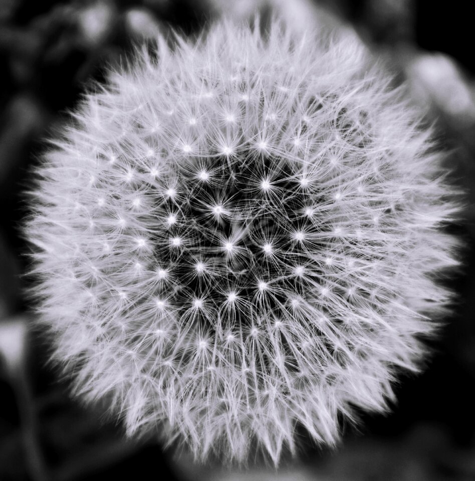 Black white dandelion