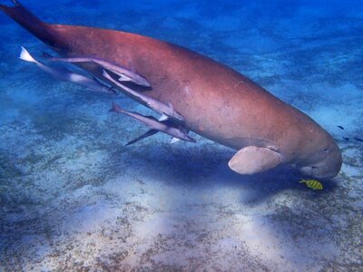 Snorkeling red sea meeresbewohner