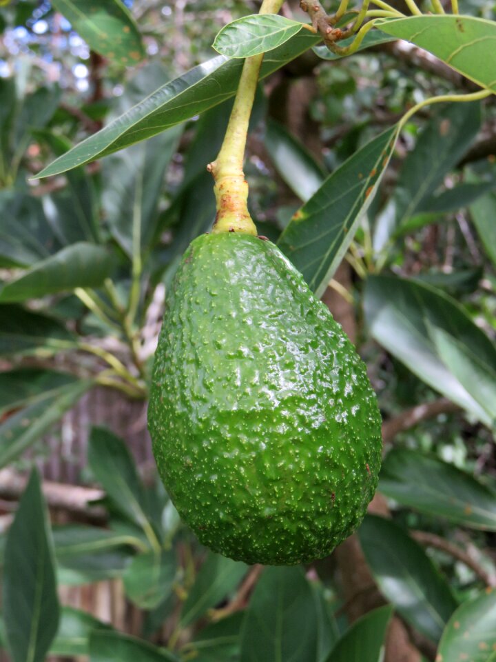Green plant