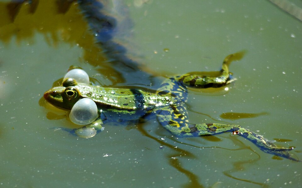 Frog pond air bubbles toad lake