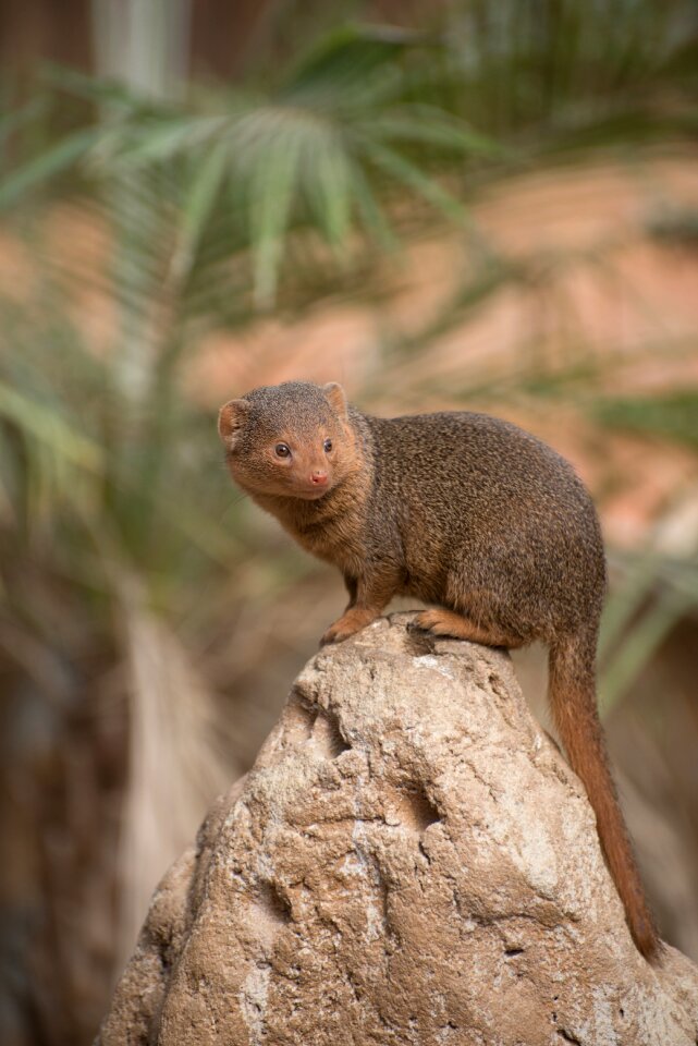 Nature wild animal