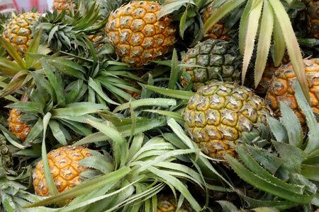 Fresh green pineapple