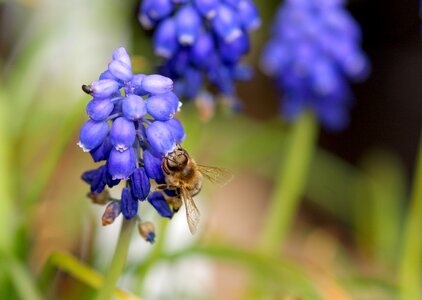 Bee blue flower photo