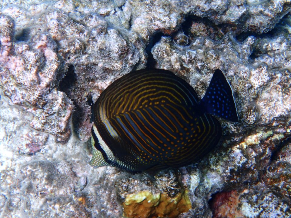 Exotic fish underwater life marine life