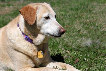 Labrador rescue hybrid photo