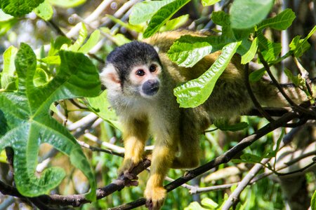 Wildlife animal cute