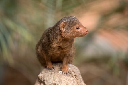 Nature wild animal