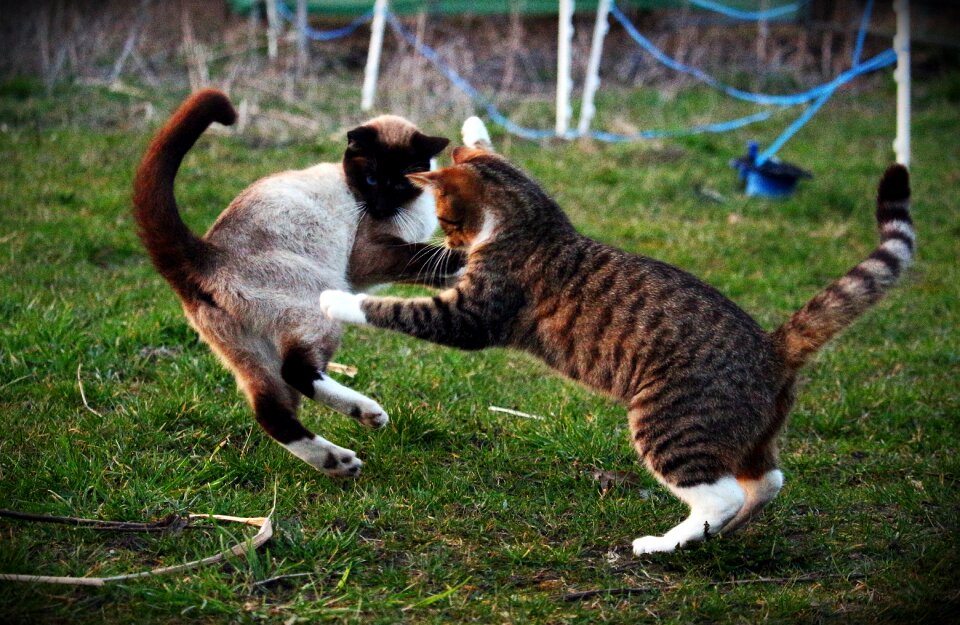 Play mieze young cat