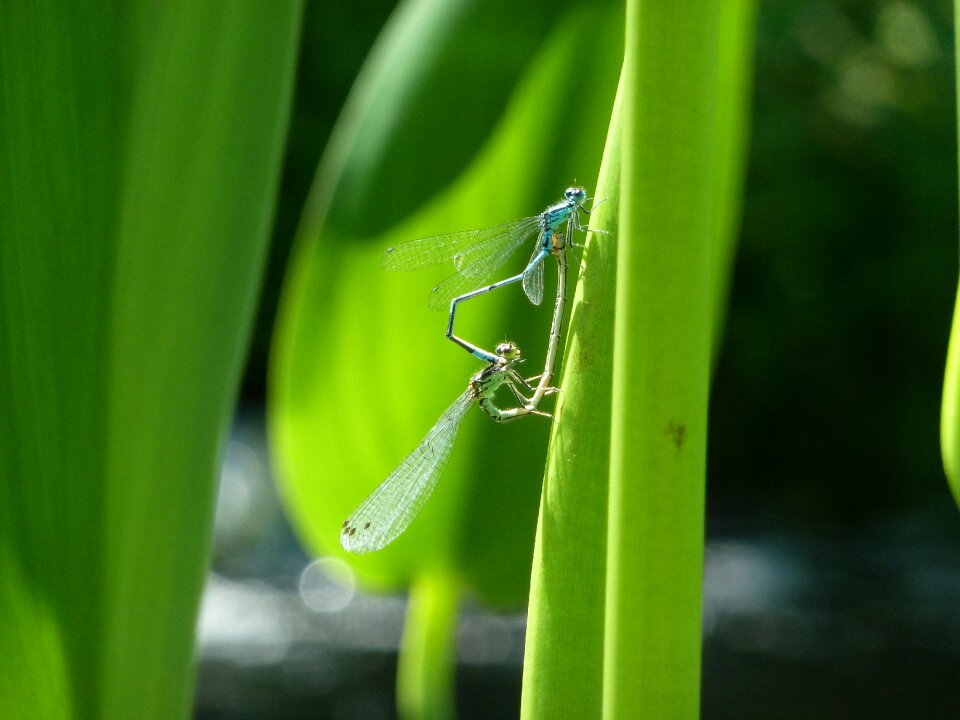 Marsh nature insect