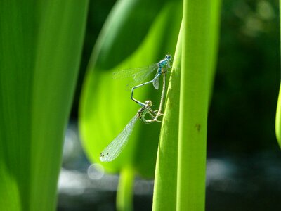 Marsh nature insect