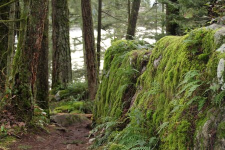 Trail nature