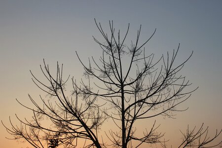 Tree sunset evening