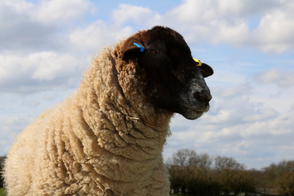 Agriculture wool livestock