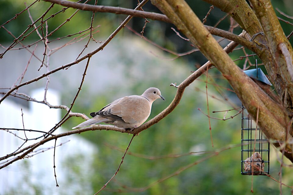 Animals garden ornithology