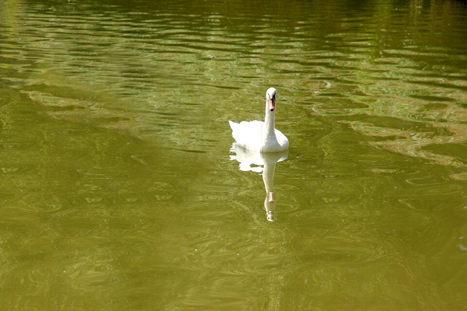 Waters bird animal