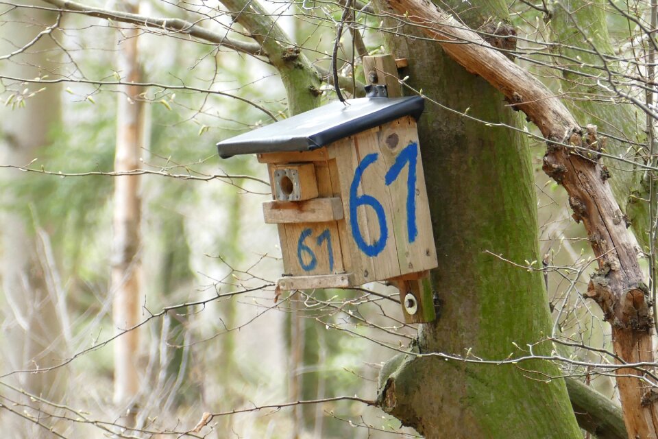 Nesting box forest tree