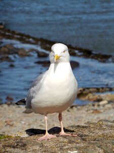 Bird animal