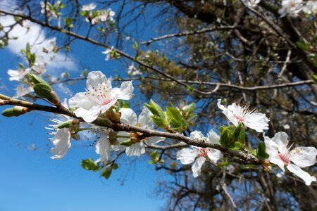 White prunus domestica subsp syriaca