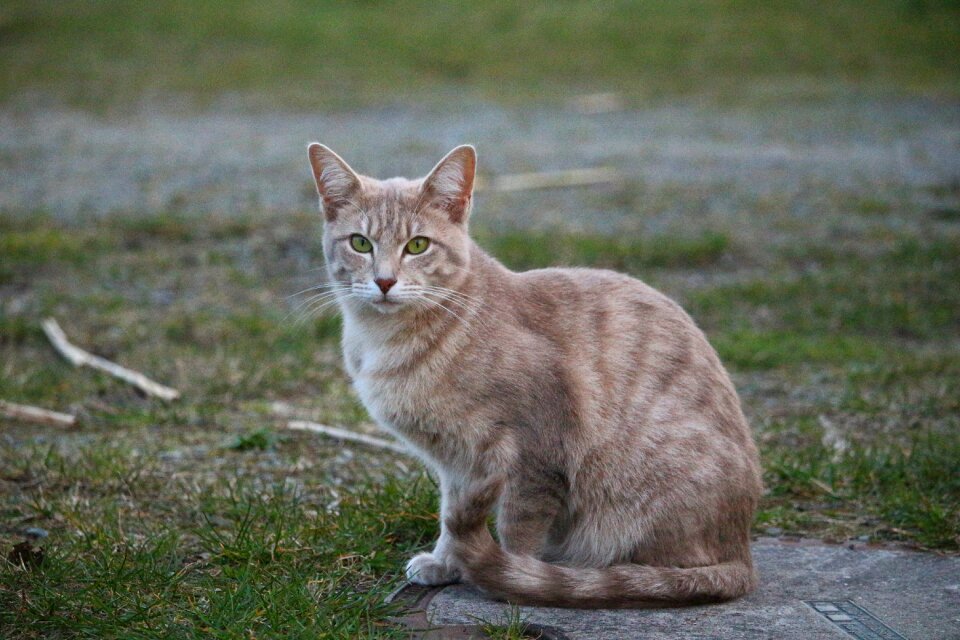 Breed cat cat baby young cat