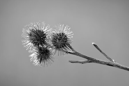 Botany black and white garden