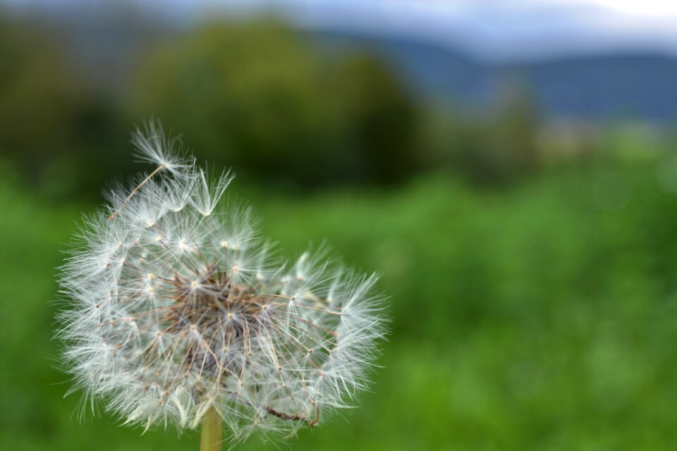 Dandelion summer spring