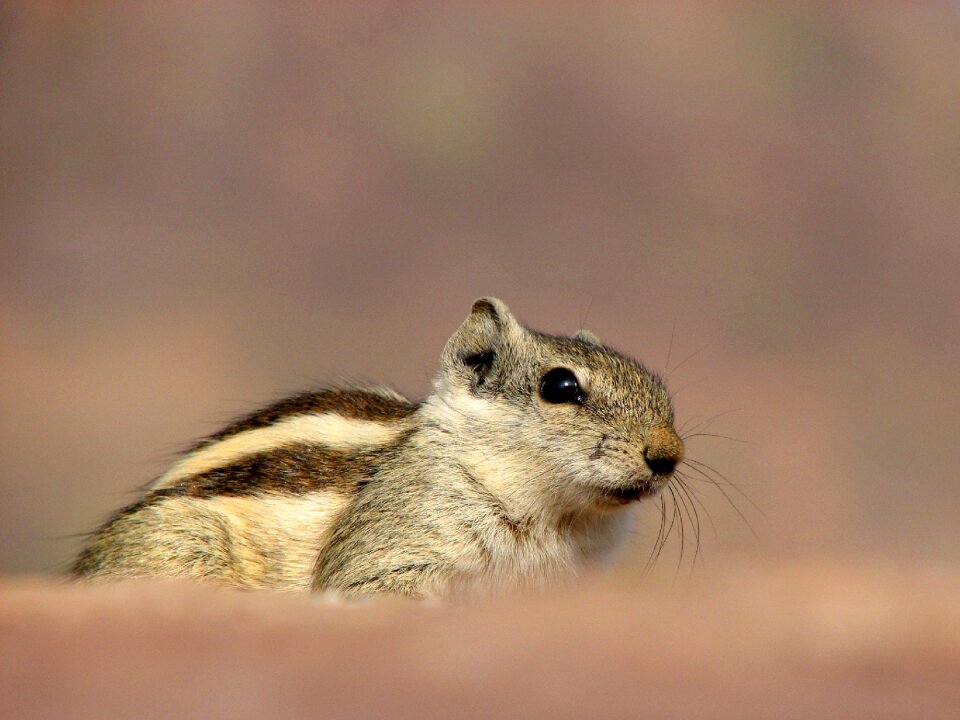 Rodent india bronze