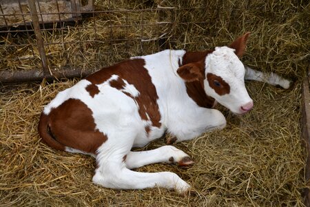 Agriculture stall calf photo
