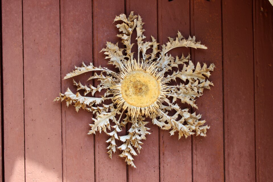 Symbol plant close up