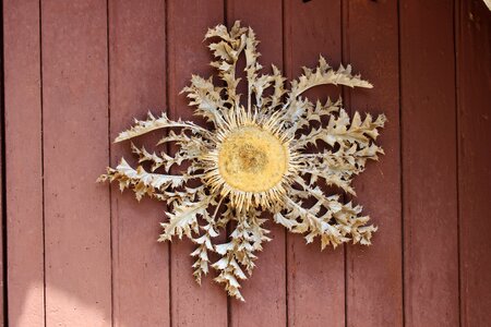 Symbol plant close up