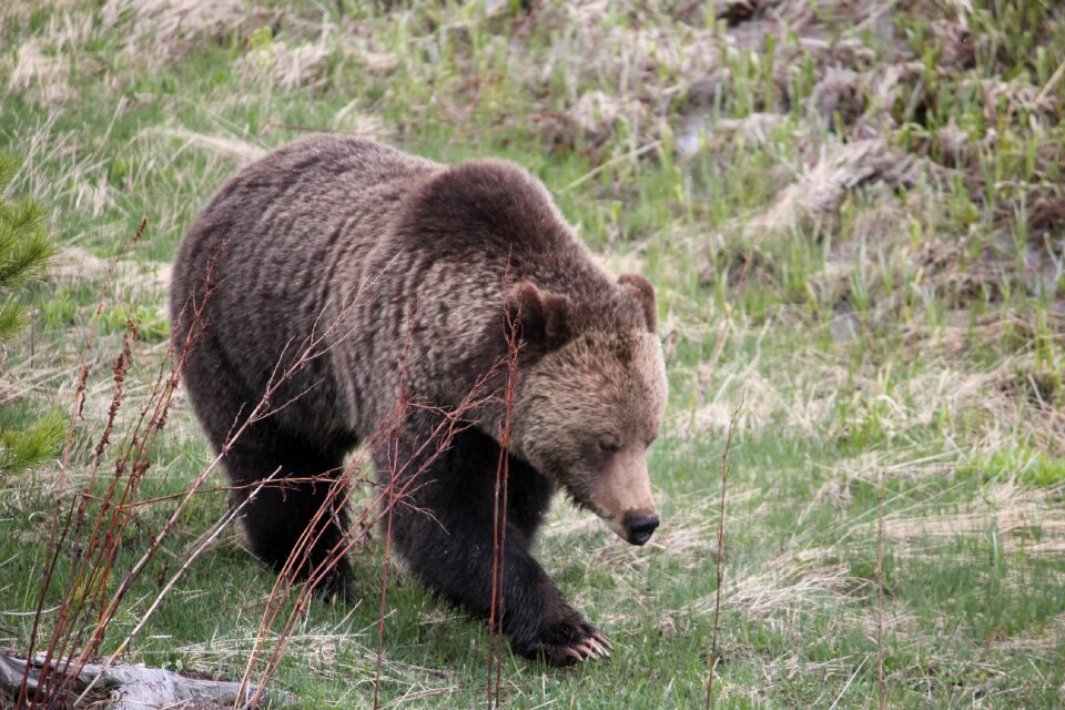 Animals bear spring