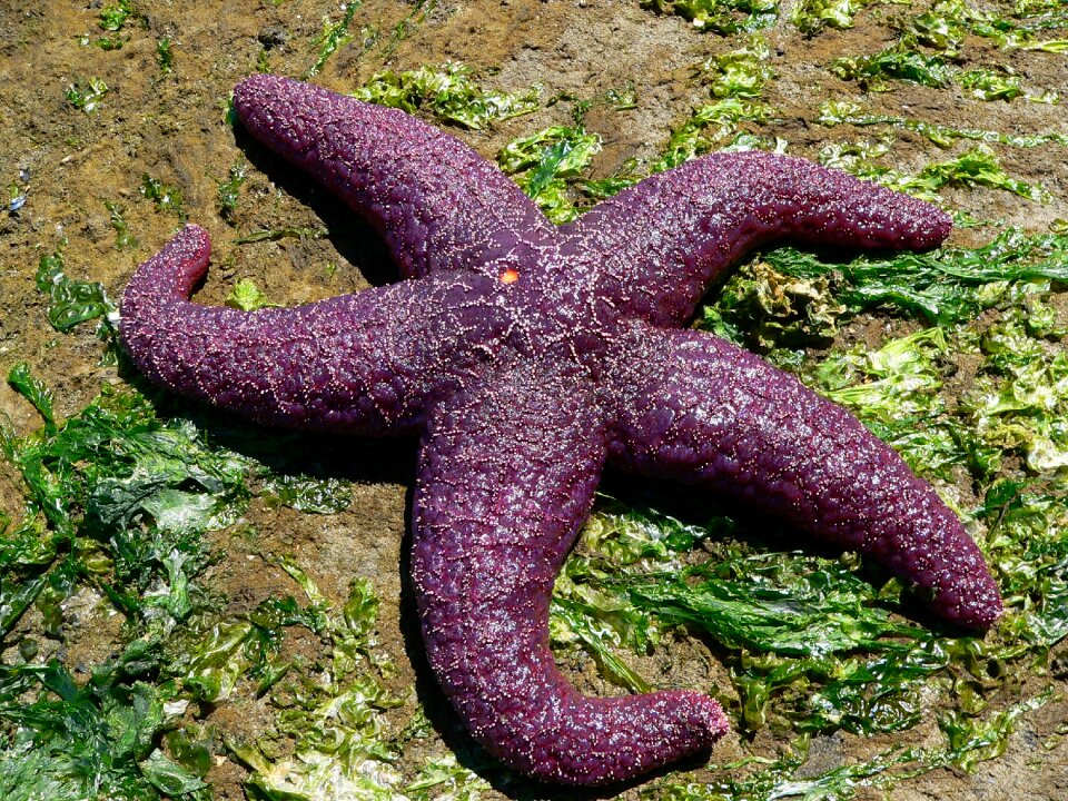 Sea sea animal pacific