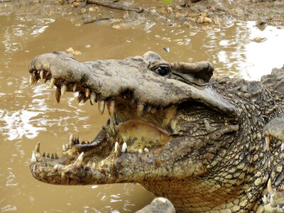 Animals cuban crocodile cuba photo
