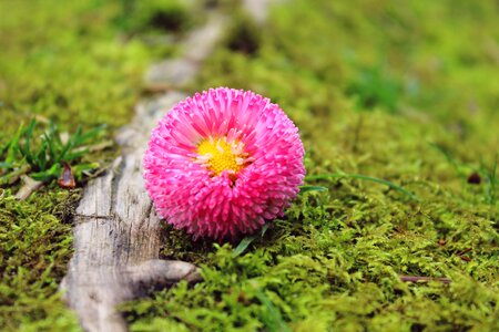 Bloom plant nature