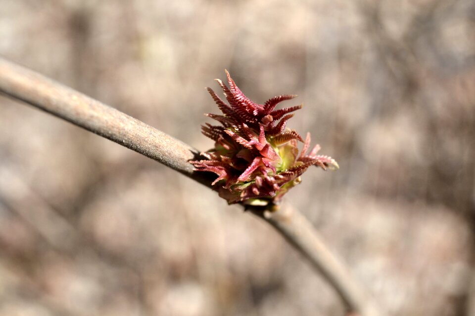 Spring plant