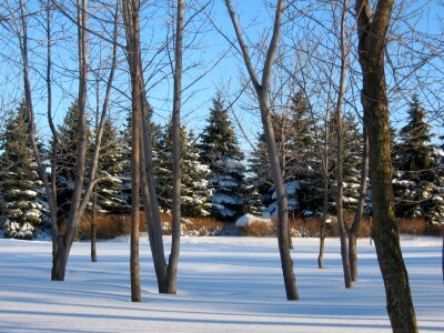 Trees nature winter landscape photo